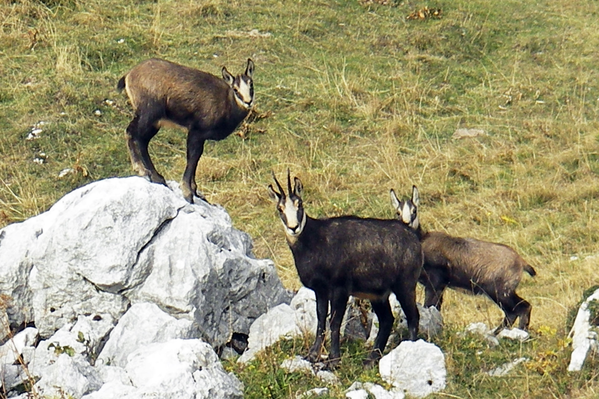 Chamrousse animal sauvage chamois troupeau été station montagne belledonne grenoble isère alpes france