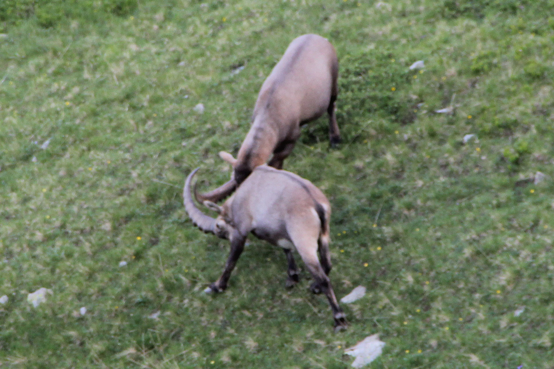 Chamrousse animal sauvage bouquetin combat été station montagne grenoble isère alpes france