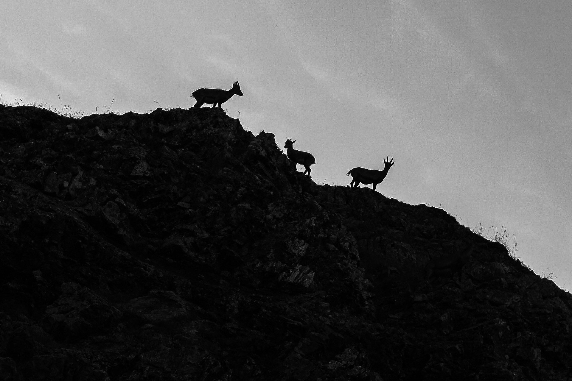 Chamrousse animal sauvage chamois bouquetin été station montagne belledonne grenoble isère alpes france