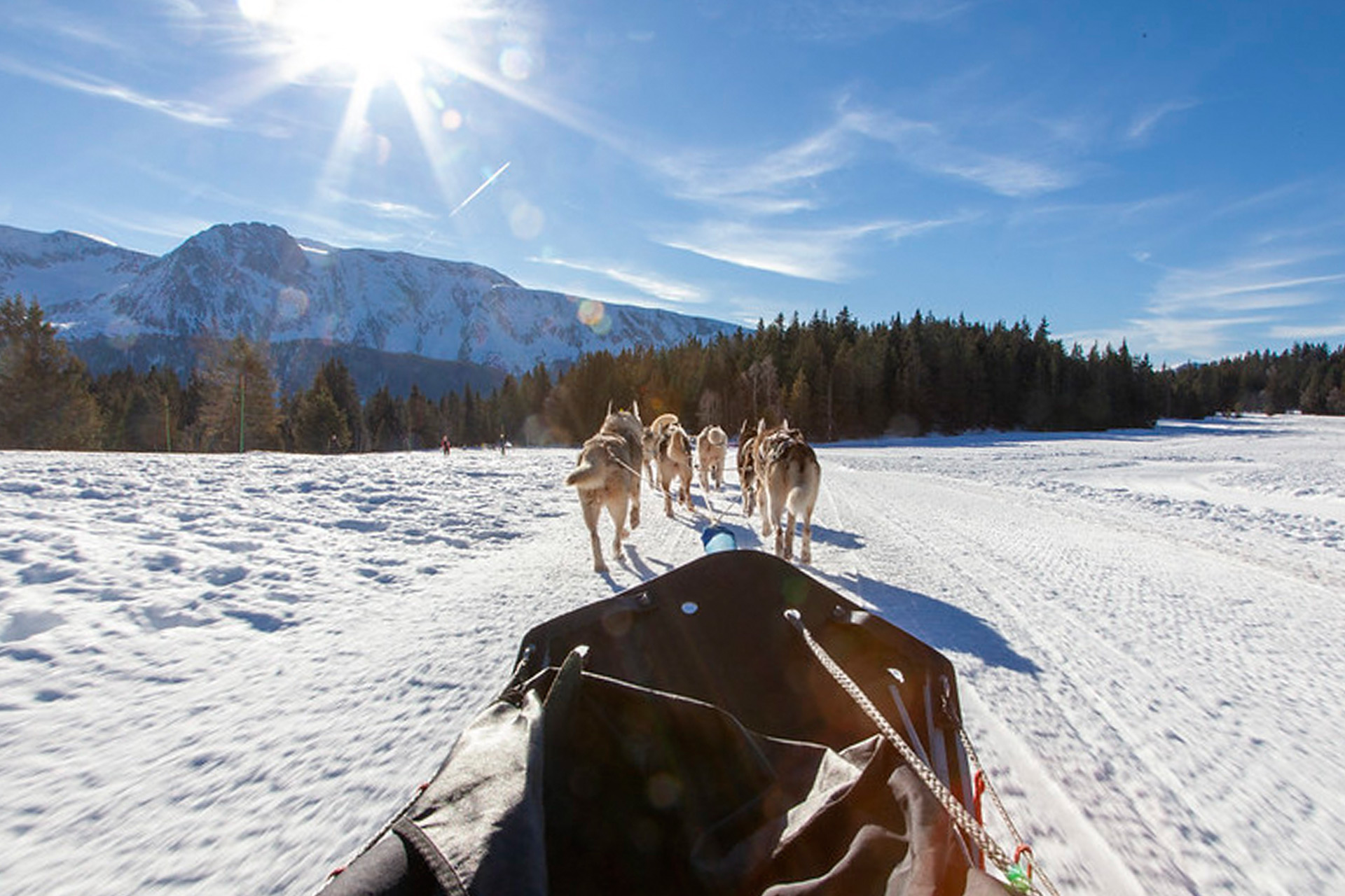 Chamrousse dog sled plateau arselle nordic domain ski resort mountain grenoble isere french alps france - © Ann David