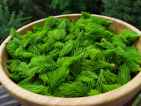 Spruce bud picking Chamrousse