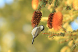 Willow tit