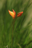 Wild tulip