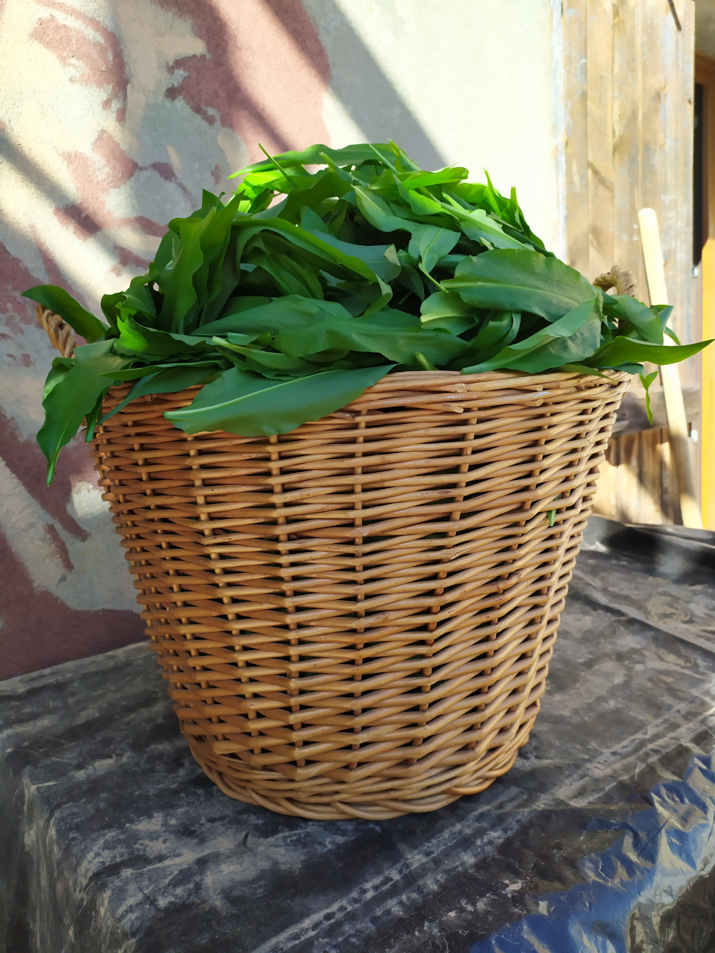 Wild garlic picking Chamrousse