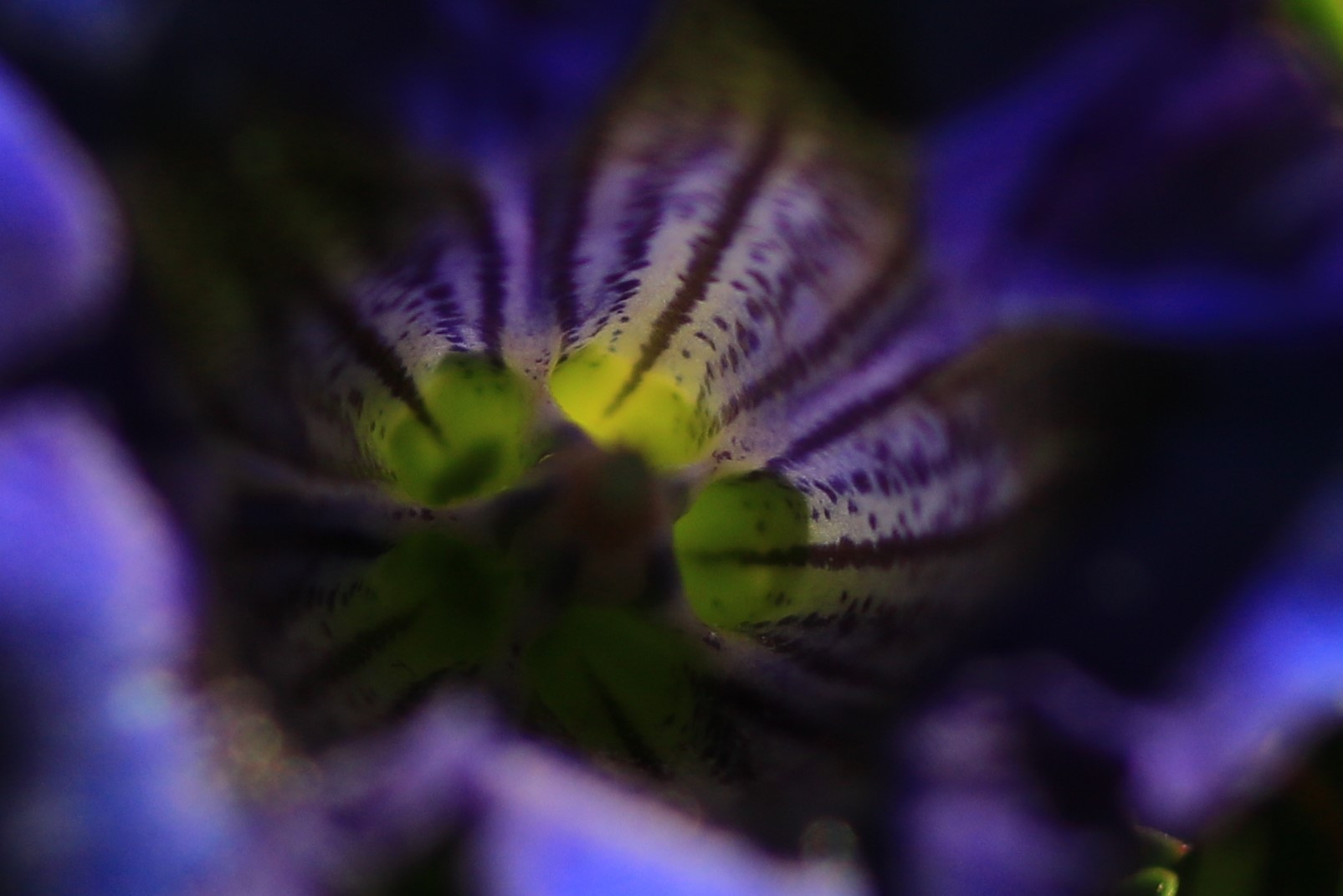 Gentiana kochiana