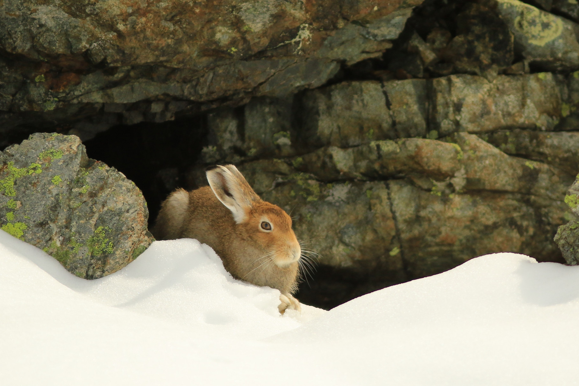 Mountain hare