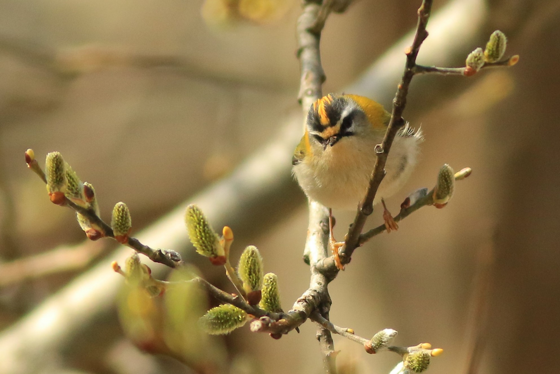 Firecrest