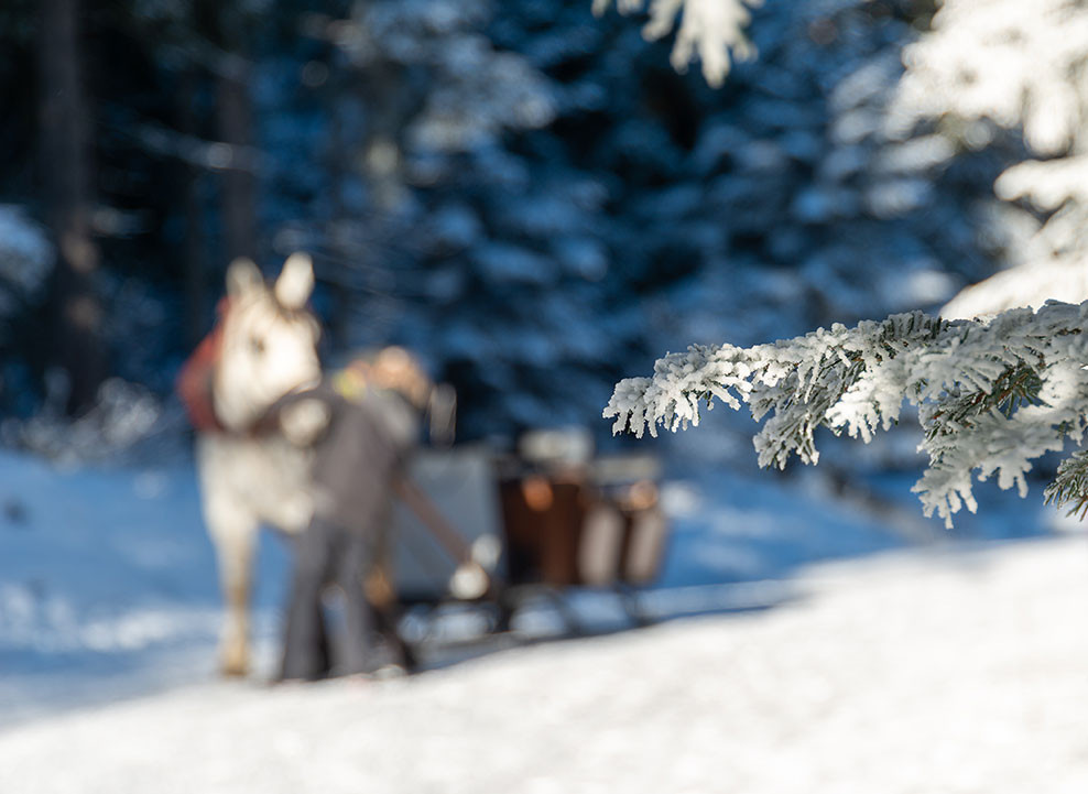 Horse-drawn carriage ride ''La liaison''