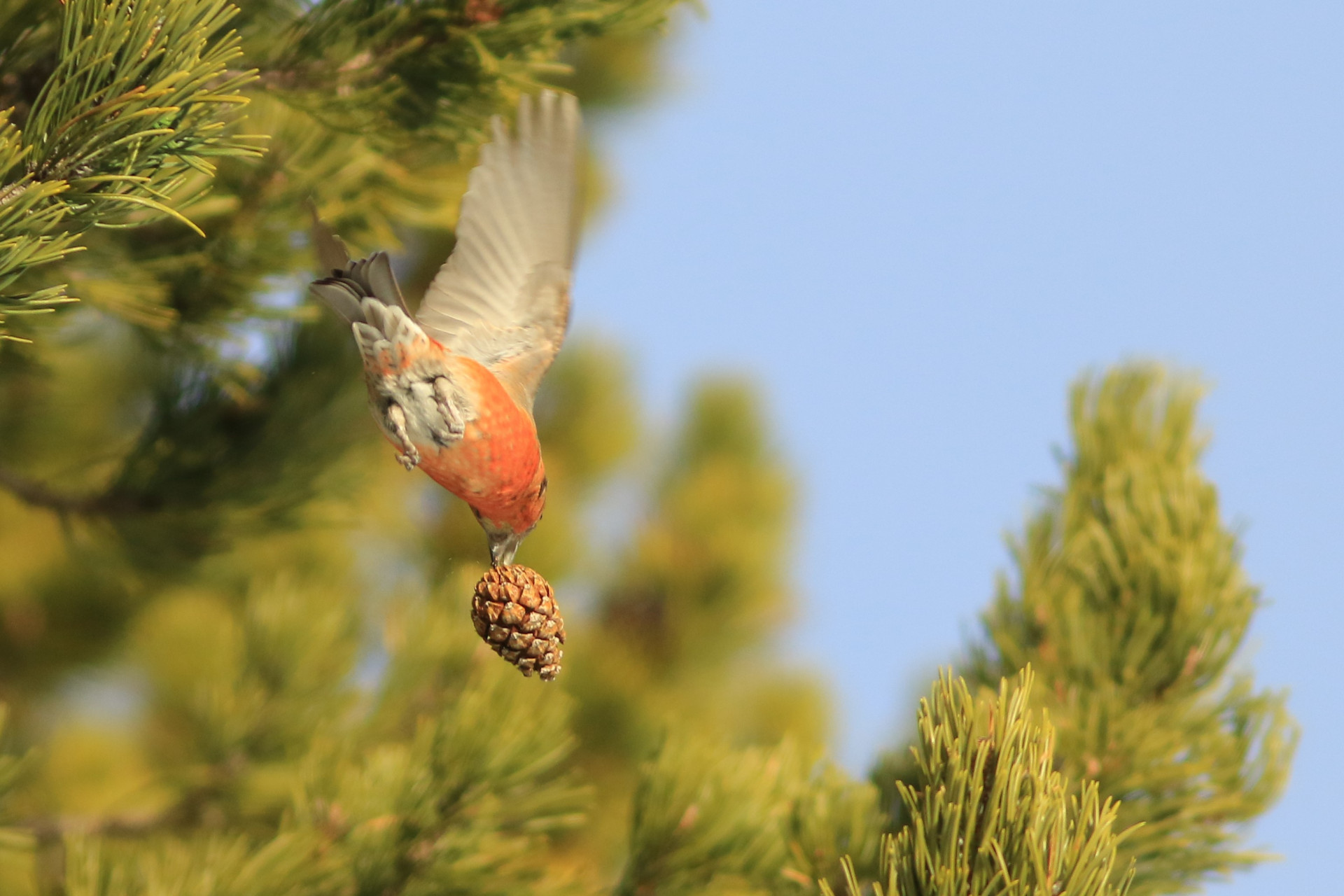 Red crossbill