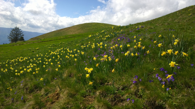 Daffodils