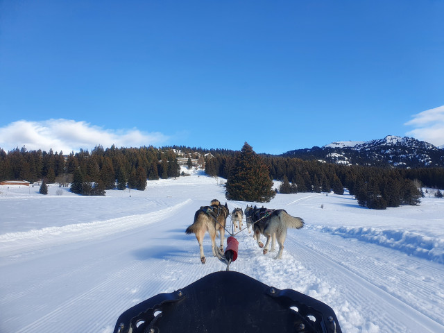 Chiens de traineaux de Chamrousse