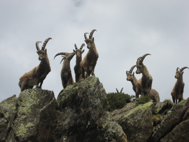 Ibexes