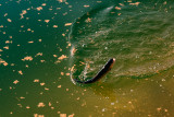 Pêche truite lac privé des Vallons Chamrousse