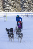 Chamrousse Dog Sledging