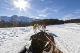 Chamrousse Dog Sledging