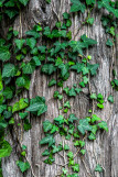 Ivy-based maintenance product