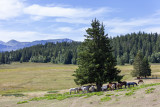 Poneys Plateau de l'Arselle