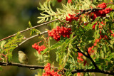 Medicinal and edible plants