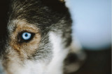 Chamrousse sled dogs