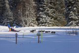 Chamrousse Dog Sledging