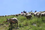 Chamrousse Celebration of seasonal migration