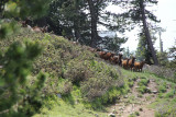 Chamrousse Celebration of seasonal migration