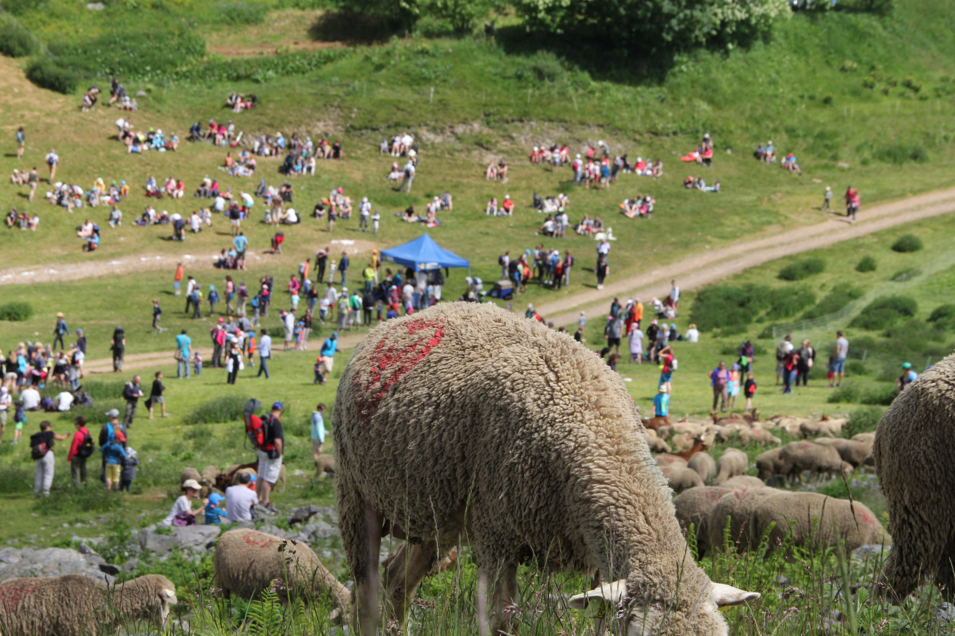 Chamrousse Celebration of seasonal migration