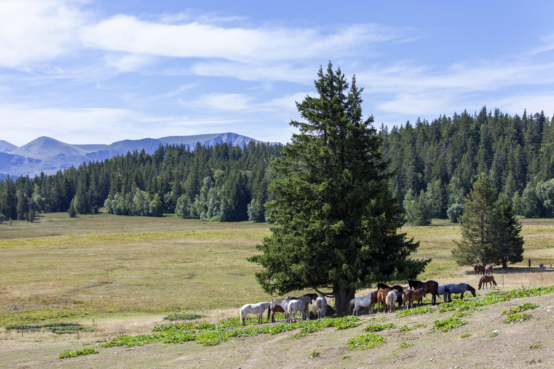 Ponys Plateau de l'Arselle