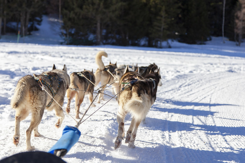 Chamrousse Dog Sledging