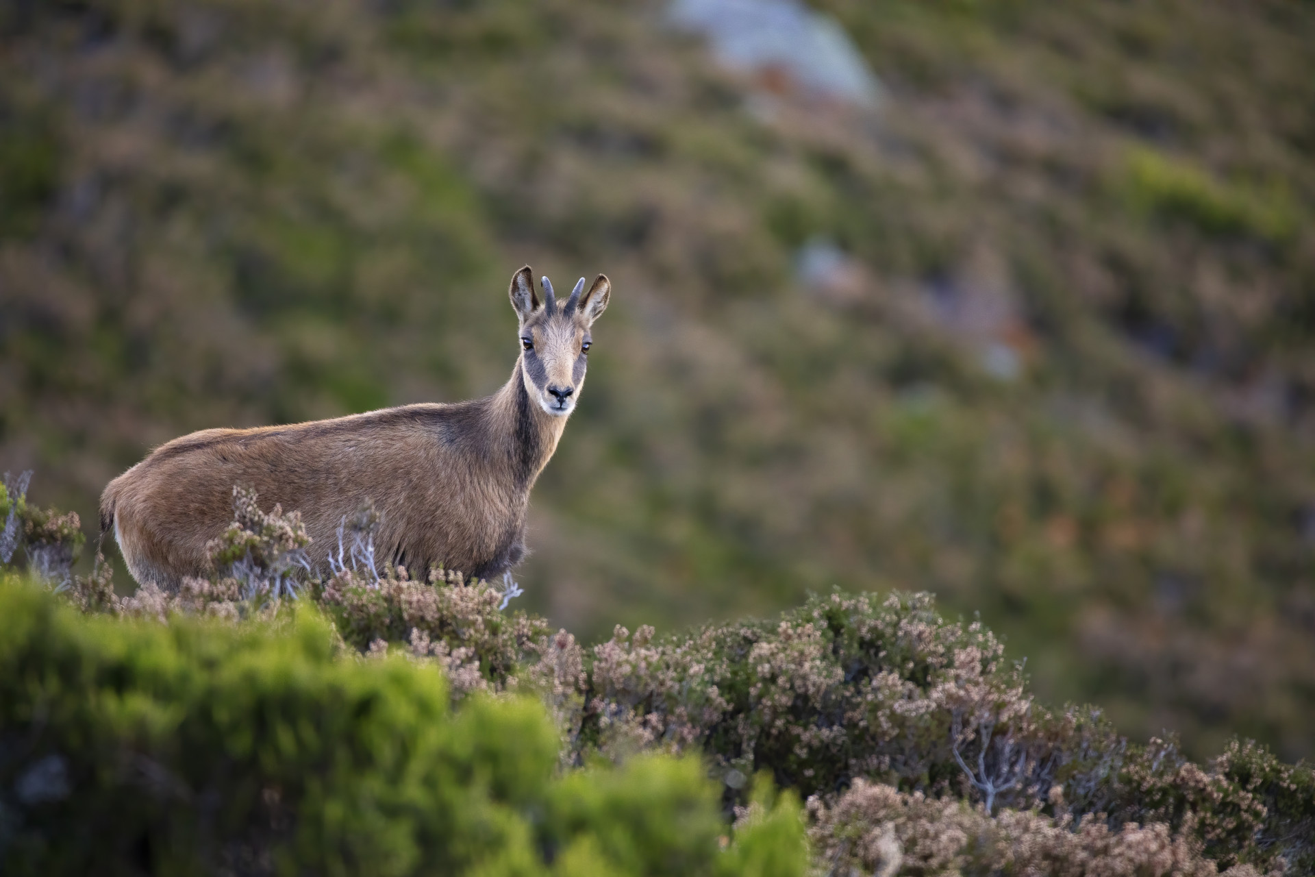 Chamois