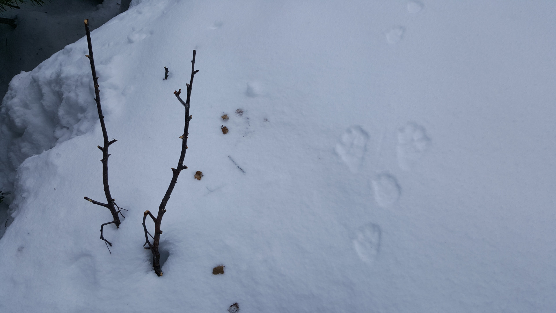 Tierspuren im Schnee Chamrousse