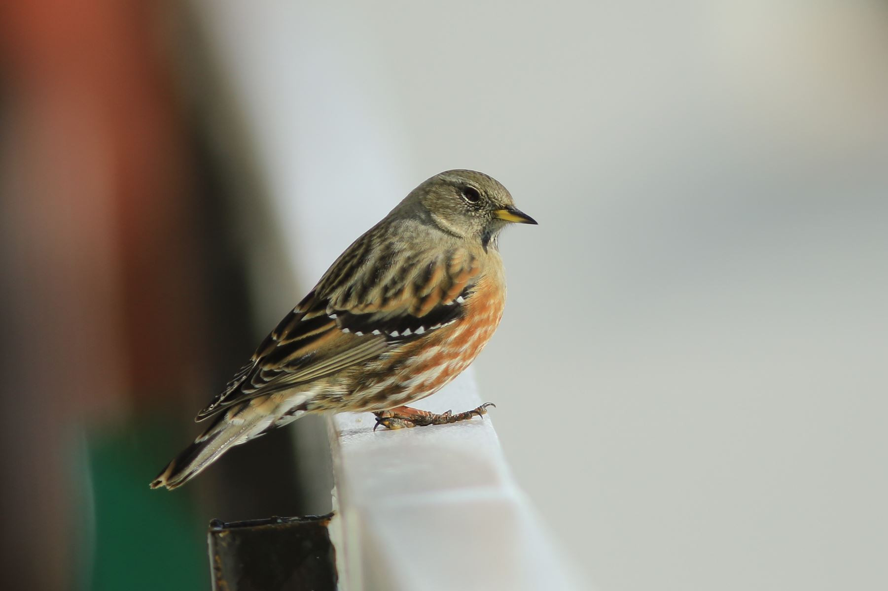 Alpine Accentor