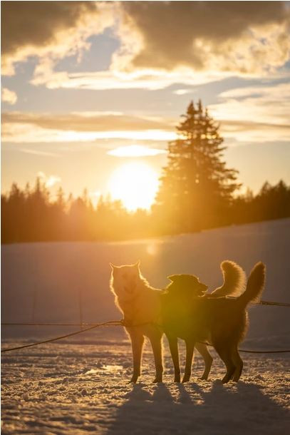 Chamrousse sled dogs