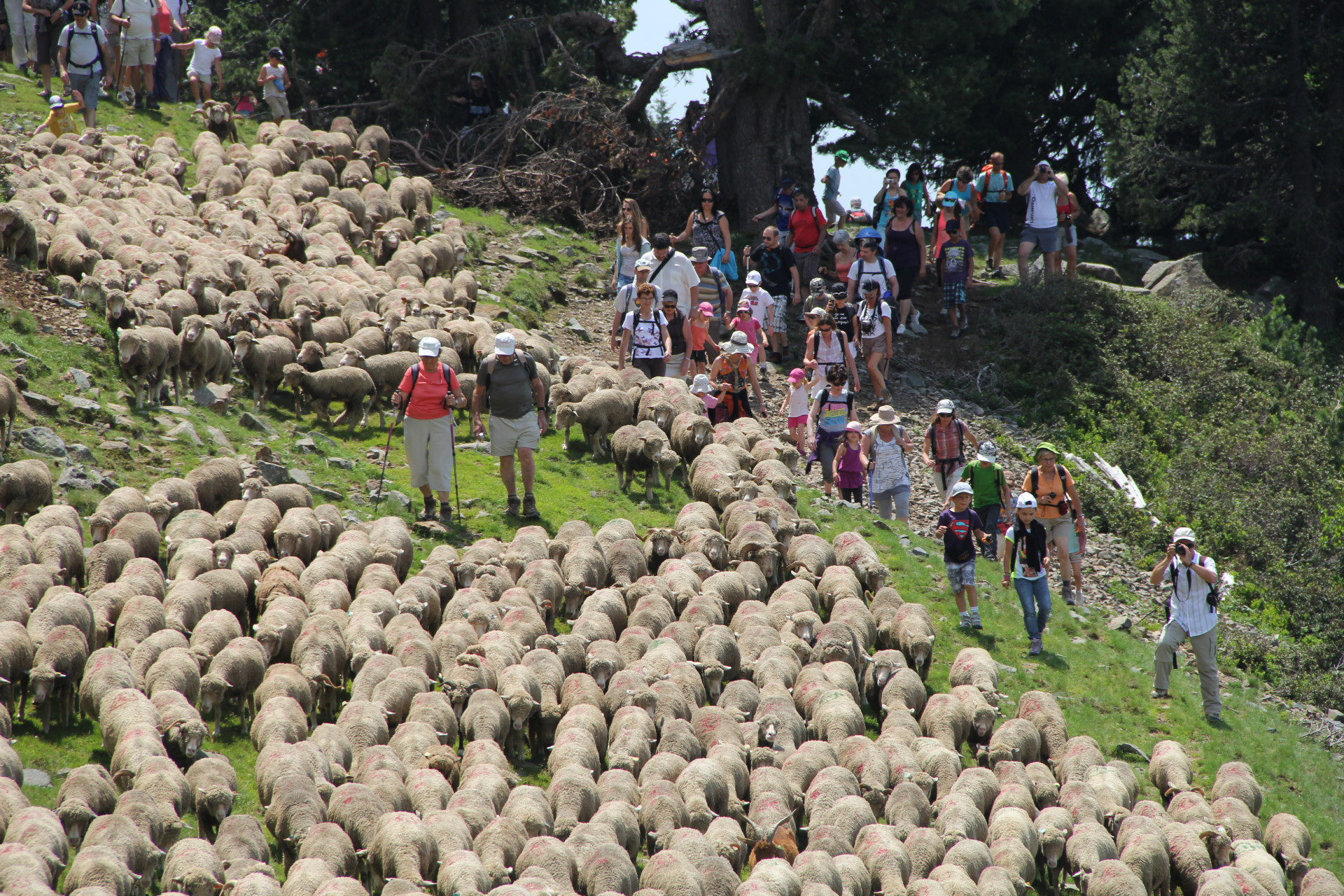 Fête de la Transhumance