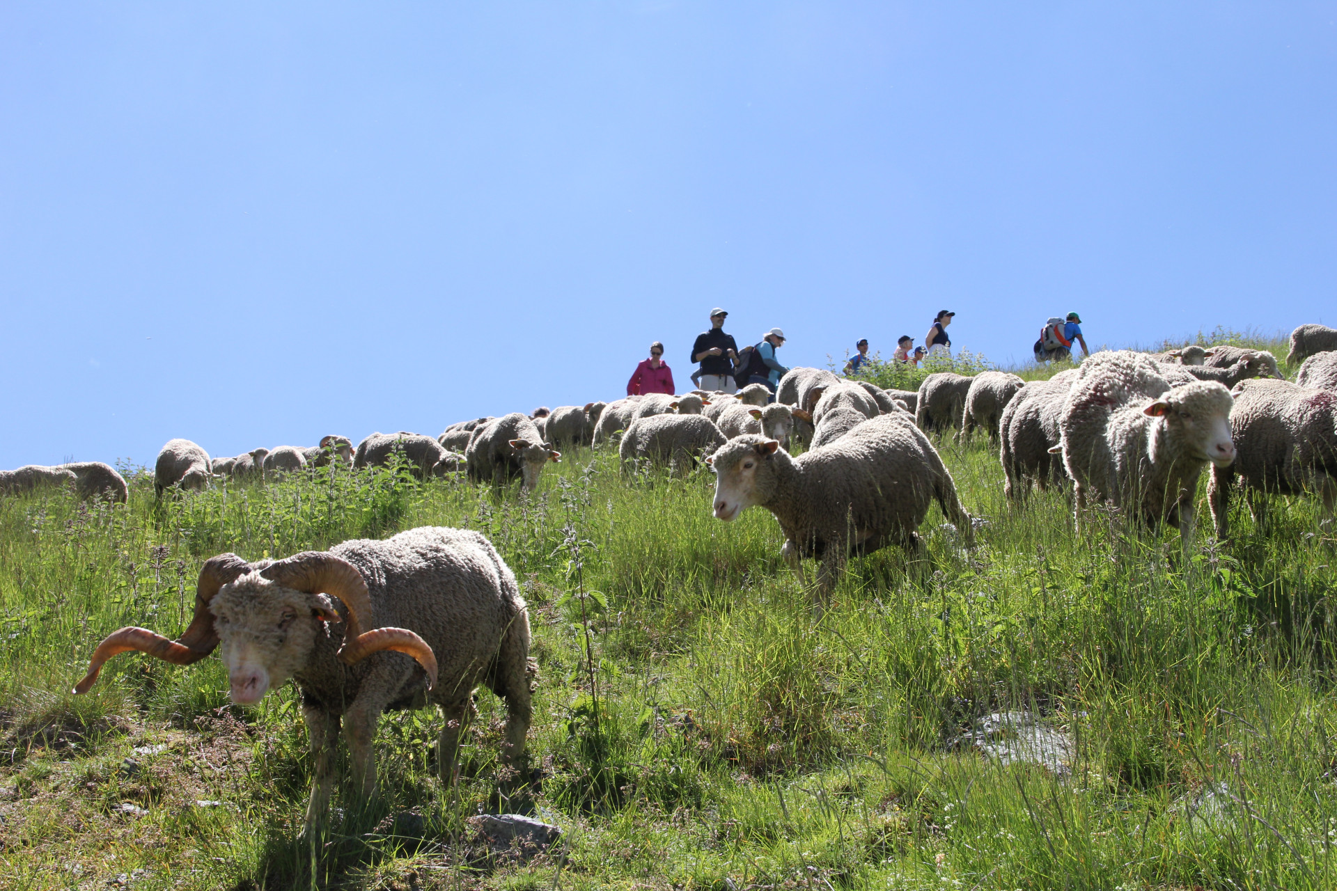 Chamrousse Celebration of seasonal migration