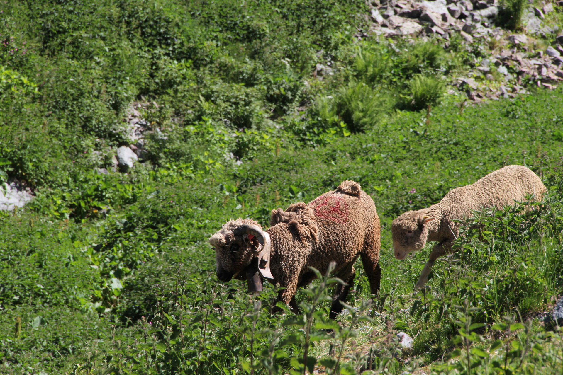 Chamrousse Celebration of seasonal migration