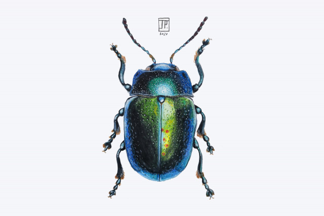 Naturalist beetle drawing