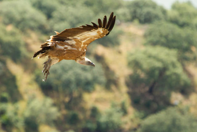 Oiseau montagne