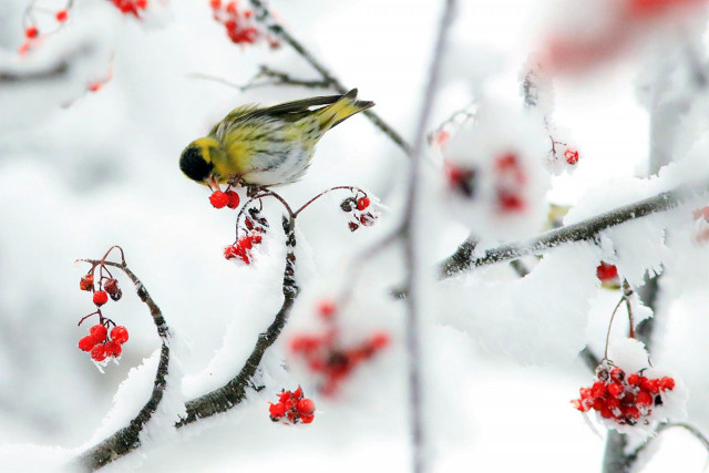 Mountain bird