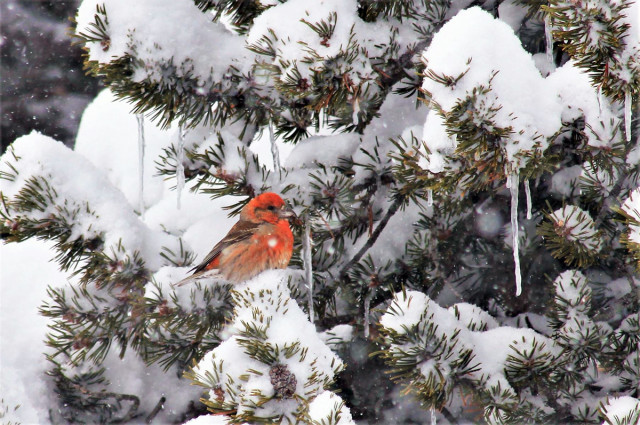 Mountain bird