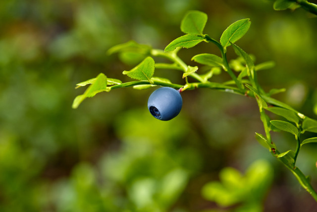 Mountain plant