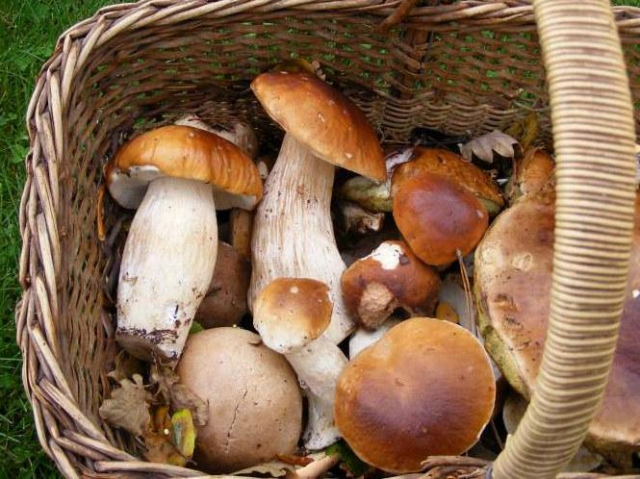 Week-end cueillette champignons Chamrousse