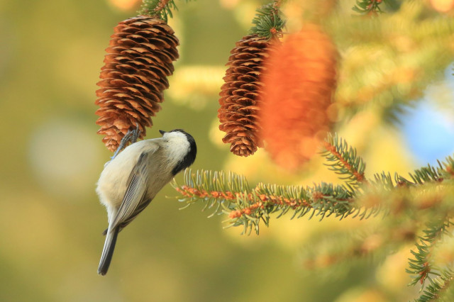 Willow tit