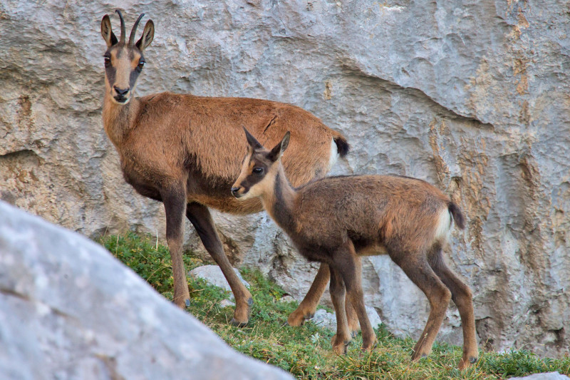 Chamois à Chamrousse